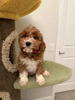 Puff, a female Cavapoo for sale in San Gabriel, CA – Photo 3 of 3