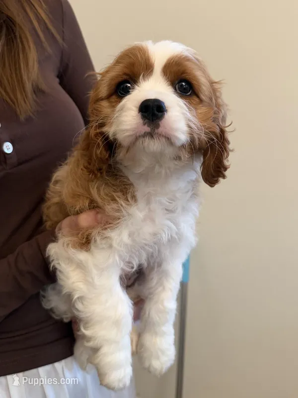 Lilian – Cavapoo puppy for sale in San Gabriel, CA