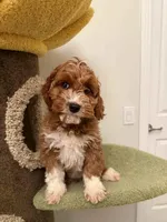 Puff, a female Cavapoo for sale in San Gabriel, CA – Photo 2 of 3