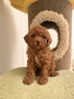 Puff, a female Poodle - Toy  for sale in San Gabriel, CA – Photo 2 of 4