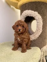 Puff, a female Poodle - Toy  for sale in San Gabriel, CA – Photo 3 of 4