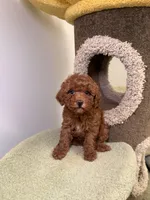 Puff, a female Poodle - Toy  for sale in San Gabriel, CA – Photo 1 of 4