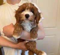 Puff, a male Cavapoo for sale in San Gabriel, CA – Photo 2 of 4