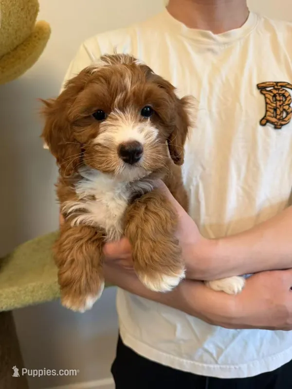Puff – Cavapoo puppy for sale in San Gabriel, CA
