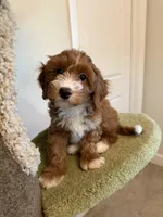 Puff, a male Cavapoo for sale in San Gabriel, CA – Photo 4 of 4
