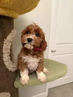 Puff, a female Cavapoo for sale in San Gabriel, CA – Photo 1 of 3