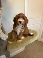 Puff, a male Cavapoo for sale in San Gabriel, CA – Photo 3 of 4