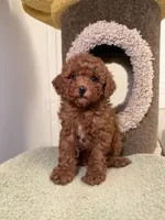 Puff, a female Poodle - Toy  for sale in San Gabriel, CA – Photo 4 of 4