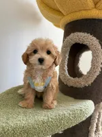 Emma, a female Maltipoo for sale in San Gabriel, CA – 2 of 4