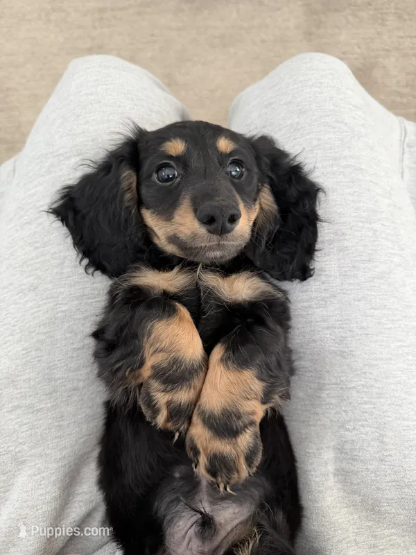 Cookie – Miniature Dachshund puppy for sale in San Gabriel, CA