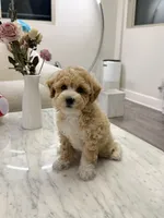 Tulip, a male Poodle - Toy  and Bichpoo for sale in San Gabriel, CA – 3 of 3