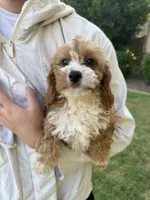 Cookie, a male Cavapoo for sale in San Gabriel, CA – 4 of 4