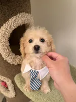 Chubby, a male Maltipoo for sale in San Gabriel, CA – 1 of 6