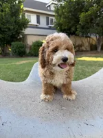 Toby, a male Poodle - Toy  and Bichpoo for sale in San Gabriel, CA – 4 of 4