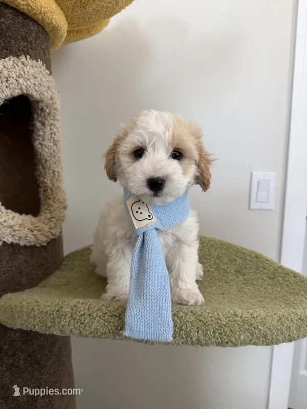 Lemon – Maltipoo puppy for sale in San Gabriel, CA