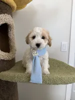 Lemon, a male Maltipoo for sale in San Gabriel, CA – 1 of 6