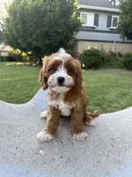 Chubby, a male Cavapoo for sale in San Gabriel, CA – 3 of 5