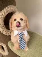 Chubby, a male Maltipoo for sale in San Gabriel, CA – 6 of 6