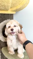Kawaii, a female Cockapoo for sale in San Gabriel, CA – 2 of 5
