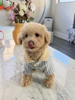 Cookie, a female Maltipoo for sale in San Gabriel, CA – 4 of 4