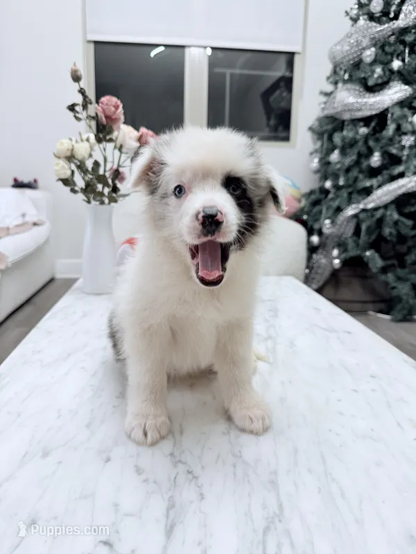 Kelly – Border Collie puppy for sale in San Gabriel, CA