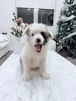 Kelly, a male Border Collie for sale in San Gabriel, CA – 1 of 5
