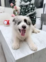 Kawaii, a male Border Collie for sale in San Gabriel, CA – 2 of 5
