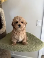 Clare, a female Maltipoo for sale in San Gabriel, CA – 3 of 6