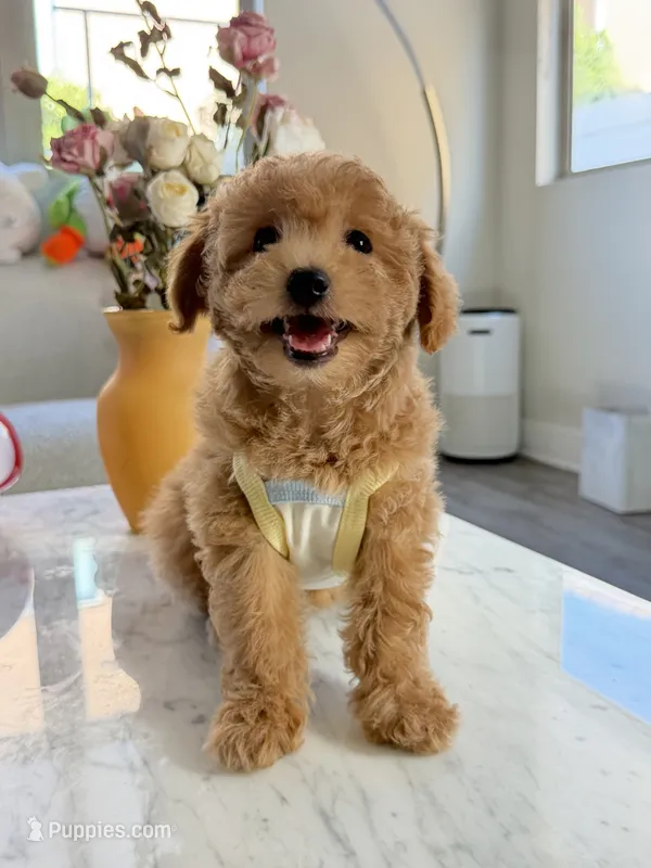 Toby – Maltipoo puppy for sale in San Gabriel, CA