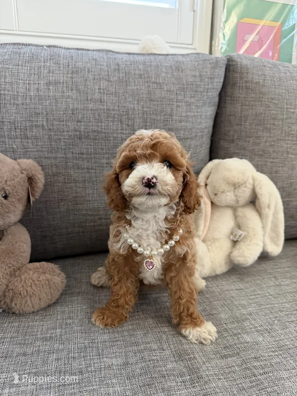 Tulip – Cavapoo puppy for sale in San Gabriel, CA