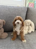 Tulip, a female Cavapoo for sale in San Gabriel, CA – 1 of 4