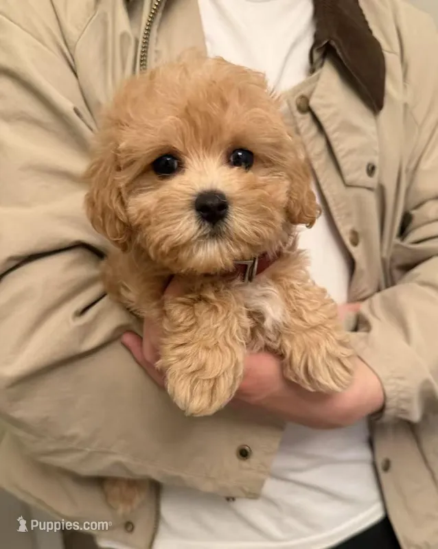 Tulip – Maltipoo puppy for sale in San Gabriel, CA