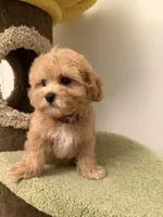 Tulip, a female Maltipoo for sale in San Gabriel, CA – Photo 3 of 4