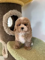 Maverick, a male Maltipoo for sale in San Gabriel, CA – Photo 3 of 5