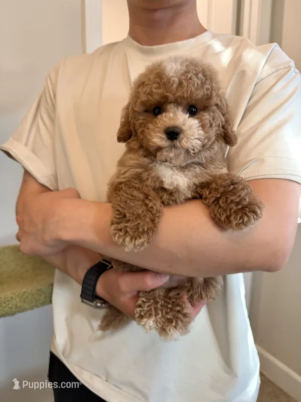Maverick – Maltipoo puppy for sale in San Gabriel, CA