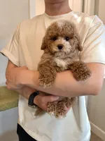 Maverick, a male Maltipoo for sale in San Gabriel, CA – Photo 1 of 5