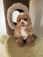 Maverick, a male Maltipoo for sale in San Gabriel, CA – Photo 2 of 5