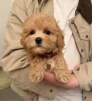 Tulip, a female Maltipoo for sale in San Gabriel, CA – Photo 2 of 4