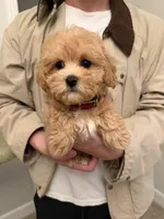 Tulip, a female Maltipoo for sale in San Gabriel, CA – Photo 4 of 4