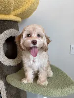 Kawaii, a female Cockapoo for sale in San Gabriel, CA – 1 of 5