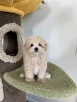 Alice, a female Maltipoo for sale in San Gabriel, CA – 2 of 4