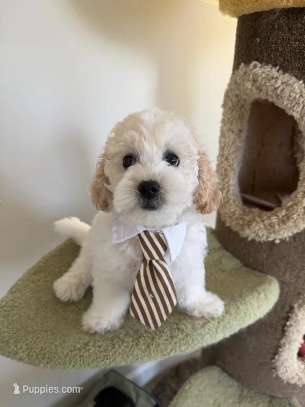 Leo – Maltipoo puppy for sale in San Gabriel, CA