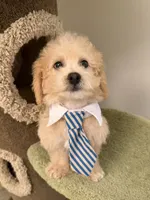 Chubby, a male Maltipoo for sale in San Gabriel, CA – 2 of 6