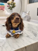 Toby, a male Miniature Dachshund for sale in San Gabriel, CA – 7 of 8