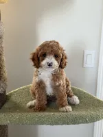 Tulip, a female Cavapoo for sale in San Gabriel, CA – 4 of 4