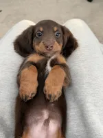Kay, a male Miniature Dachshund for sale in San Gabriel, CA – 4 of 4