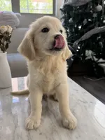 Chubby, a male Golden Retriever for sale in San Gabriel, CA – 2 of 6