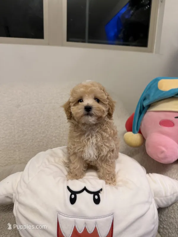 Bella – Maltipoo puppy for sale in San Gabriel, CA