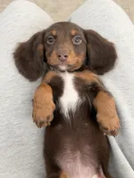 Kiki, a female Miniature Dachshund for sale in San Gabriel, CA – 7 of 7