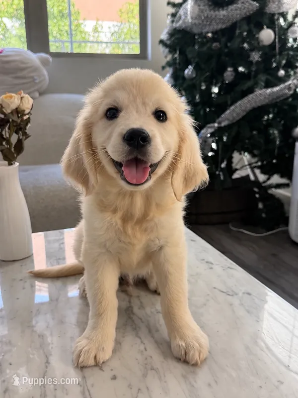 Chubby – Golden Retriever puppy for sale in San Gabriel, CA